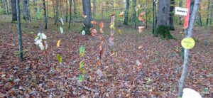 waldtag-waldschule-2022-12